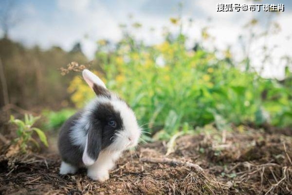 今天晚上澳门三肖兔羊蛇,综合解答解释定义_ChromeOS90.345