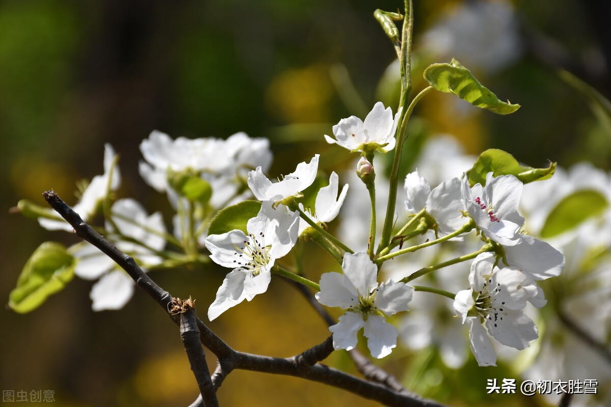 梨花属于什么生肖,实践计划推进_pro81.66