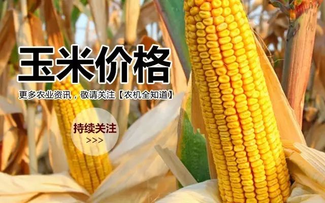 全国玉米最新价格行情解析