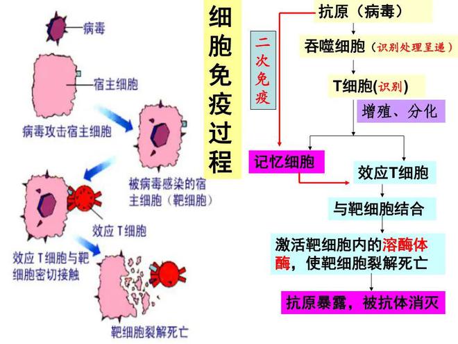 探索细胞免疫前沿，最新动态揭示未来治疗新方向