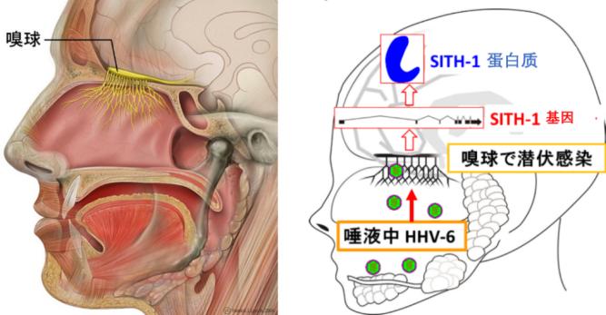 日本疱疹二型最新研究揭秘，疾病机理与防治策略的新进展